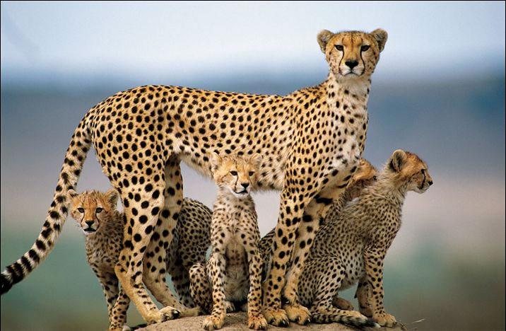 پیدایش ای جی وی